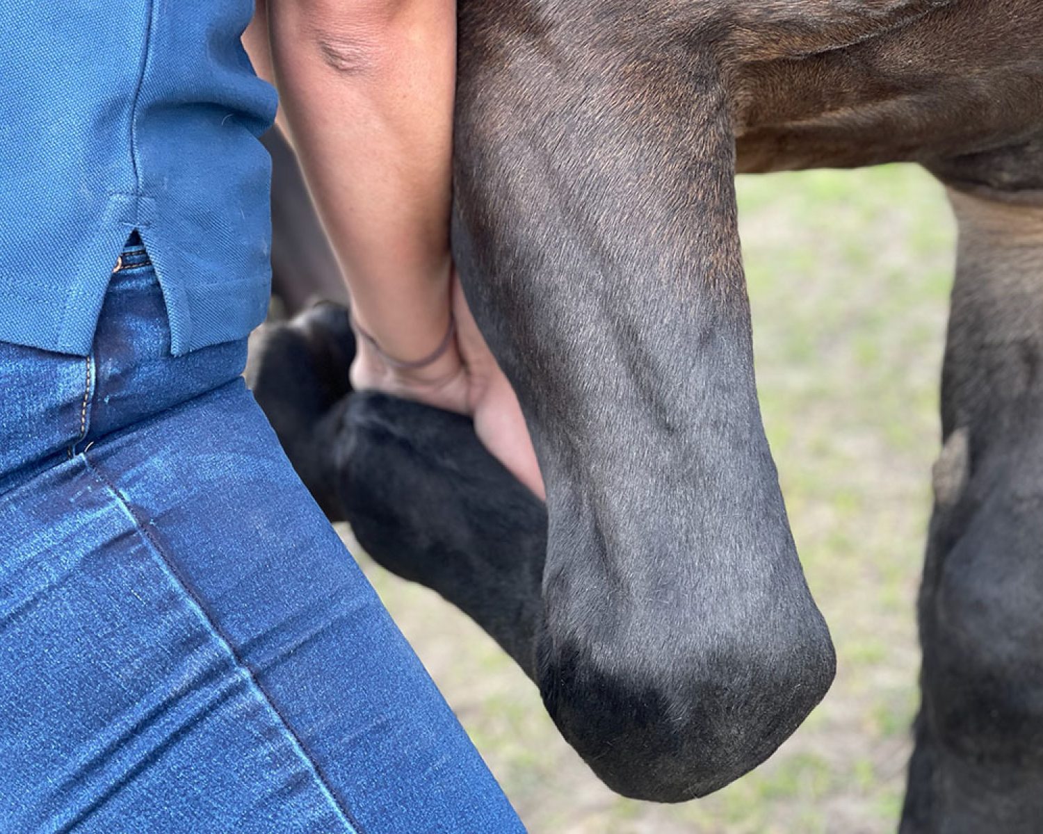 Befunderhebung des Schulterblattes -Tiertherapie in Hamburg Pferdephysiotherapie - Tierphysiotherapie, Tierosteopathie