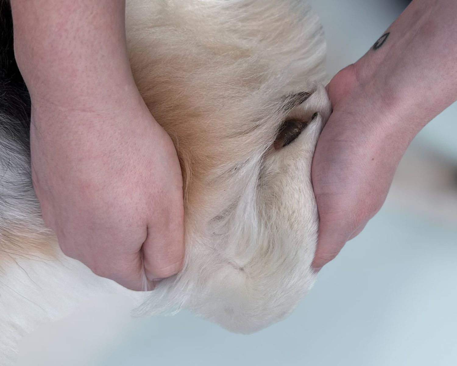 Bewegungserweiterung des Kapaltunnels -Tiertherapie in Hamburg Pferdephysiotherapie - Tierphysiotherapie, Tierosteopathie