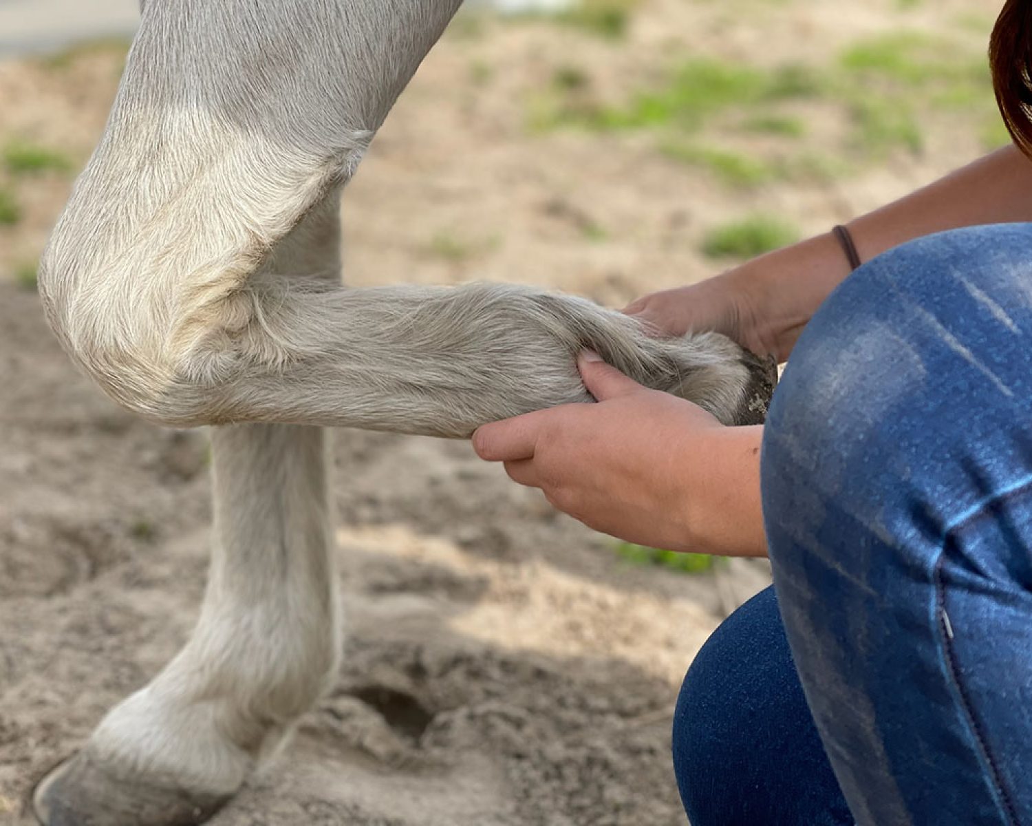 Mobilisation der Gleichbeine -Tiertherapie in Hamburg Pferdephysiotherapie - Tierphysiotherapie, Tierosteopathie