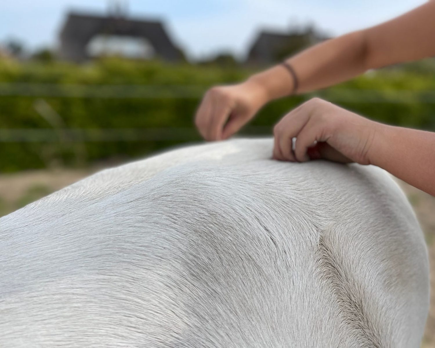 Testung der Beweglichkeit der LWS -Tiertherapie in Hamburg Pferdephysiotherapie - Tierphysiotherapie, Tierosteopathie