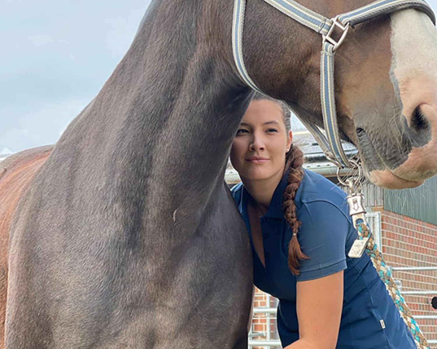 Ausstreichungen der Brustmuskulatur -Tiertherapie in Hamburg Pferdephysiotherapie - Tierphysiotherapie, Tierosteopathie